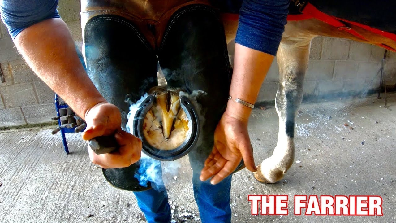 BURNING ON SHOES [HorseShoeing] [Blacksmith/Farrier]