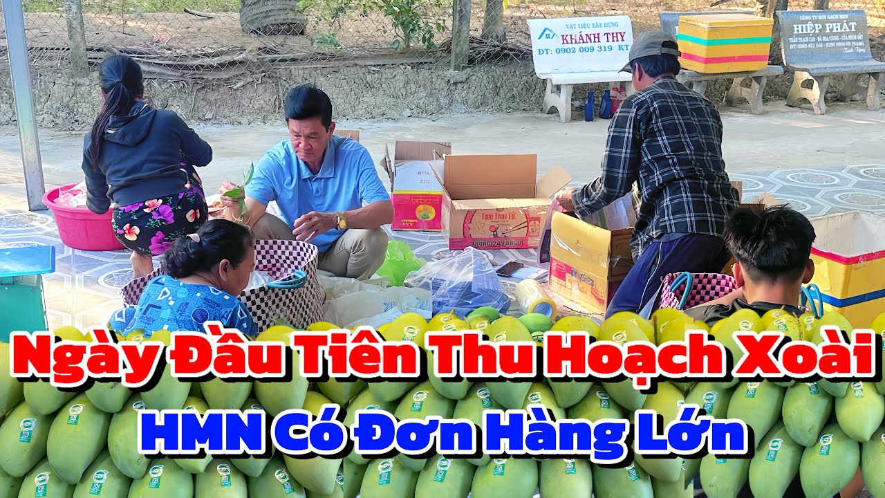 Ngày Đầu Tiên Thu Hoạch Xoài Được Chị Phương Xa Ủng Hộ Những Sản Phẩm Lớn Của Kênh HMN 