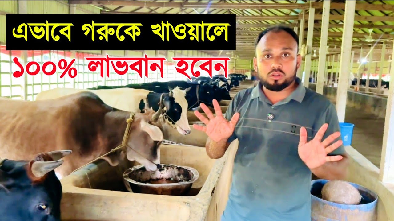 ৩৭ - গরুকে কিভাবে খাওয়াবেন এবং আমার মত করে খাওয়ালে কি লাভবান হবেন