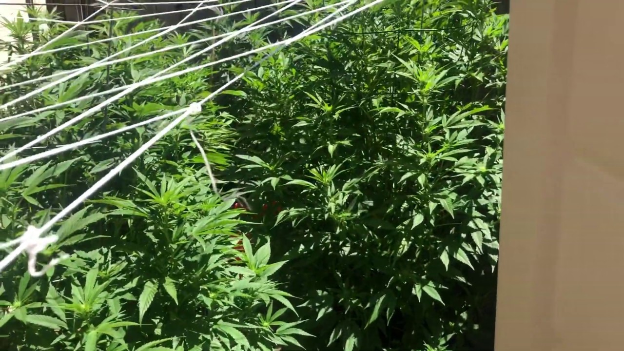 Early Flower Outdoor Cannabis Grow 2019
