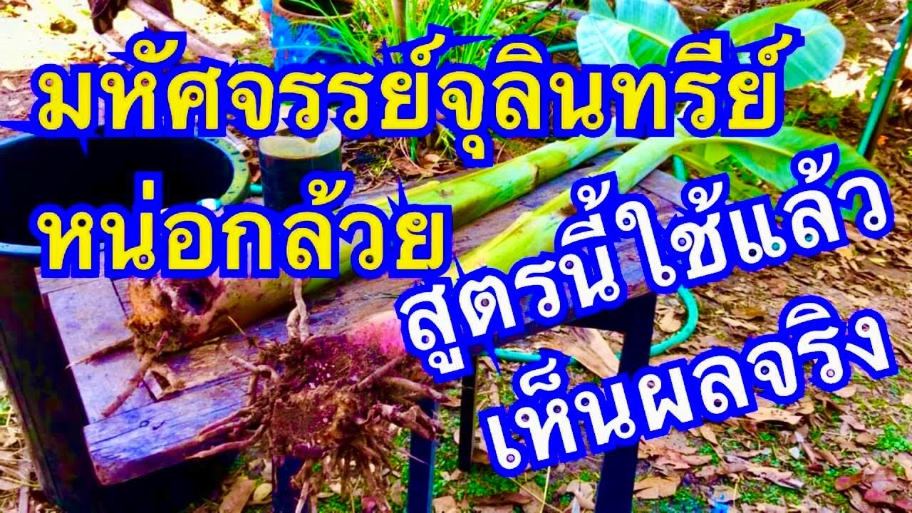 มหัศจรรย์จุลินทรีย์หน่อกล้วย สูตรนี้ใช้แล้วเห็นผลจริง