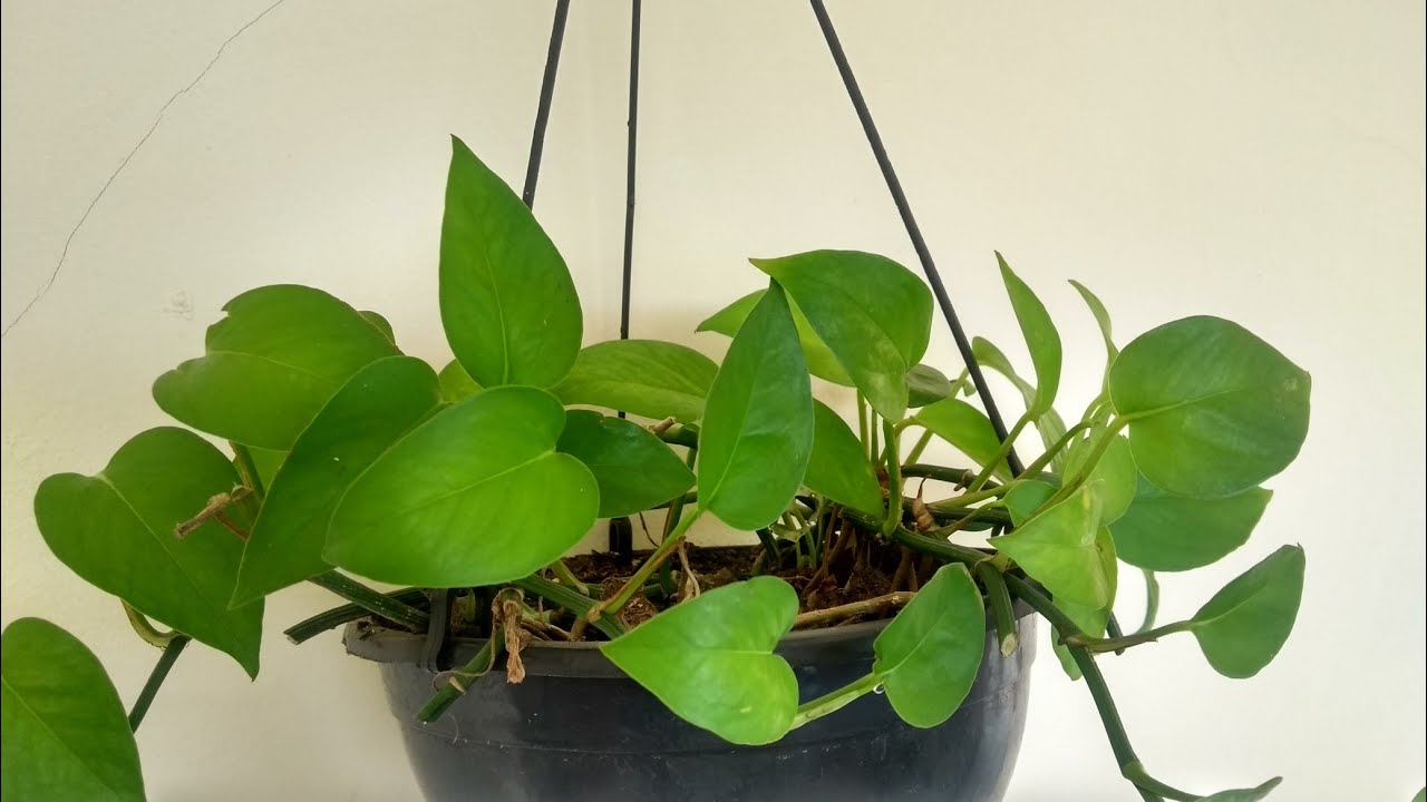 Planta jibóia como podar e fazer mudas.