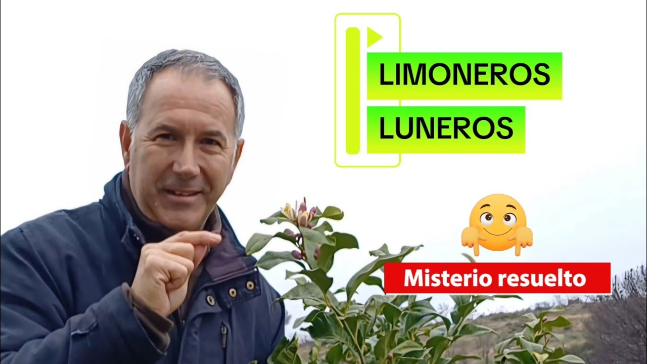 ❄️🍋 La LUNA y los LIMONEROS LUNEROS: mito, tradición y realidad