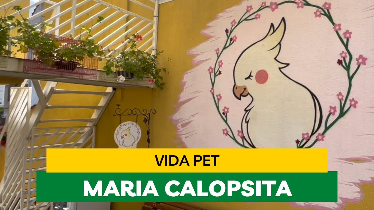 Brinquedos, Viveiros e Acessórios Essenciais para sua Calopsita | Dicas para Enriquecimento
