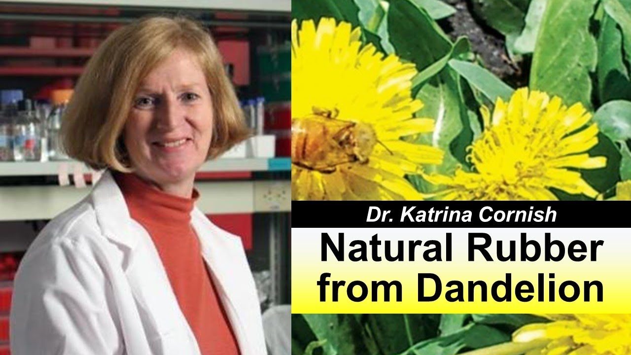 Natural Rubber from Dandelion (Dr. Katrina Cornish, Ohio State University)