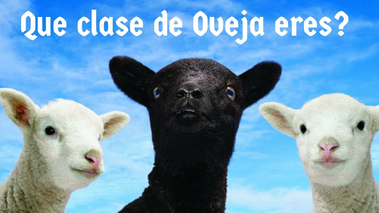 Que Clase de Oveja Eres?