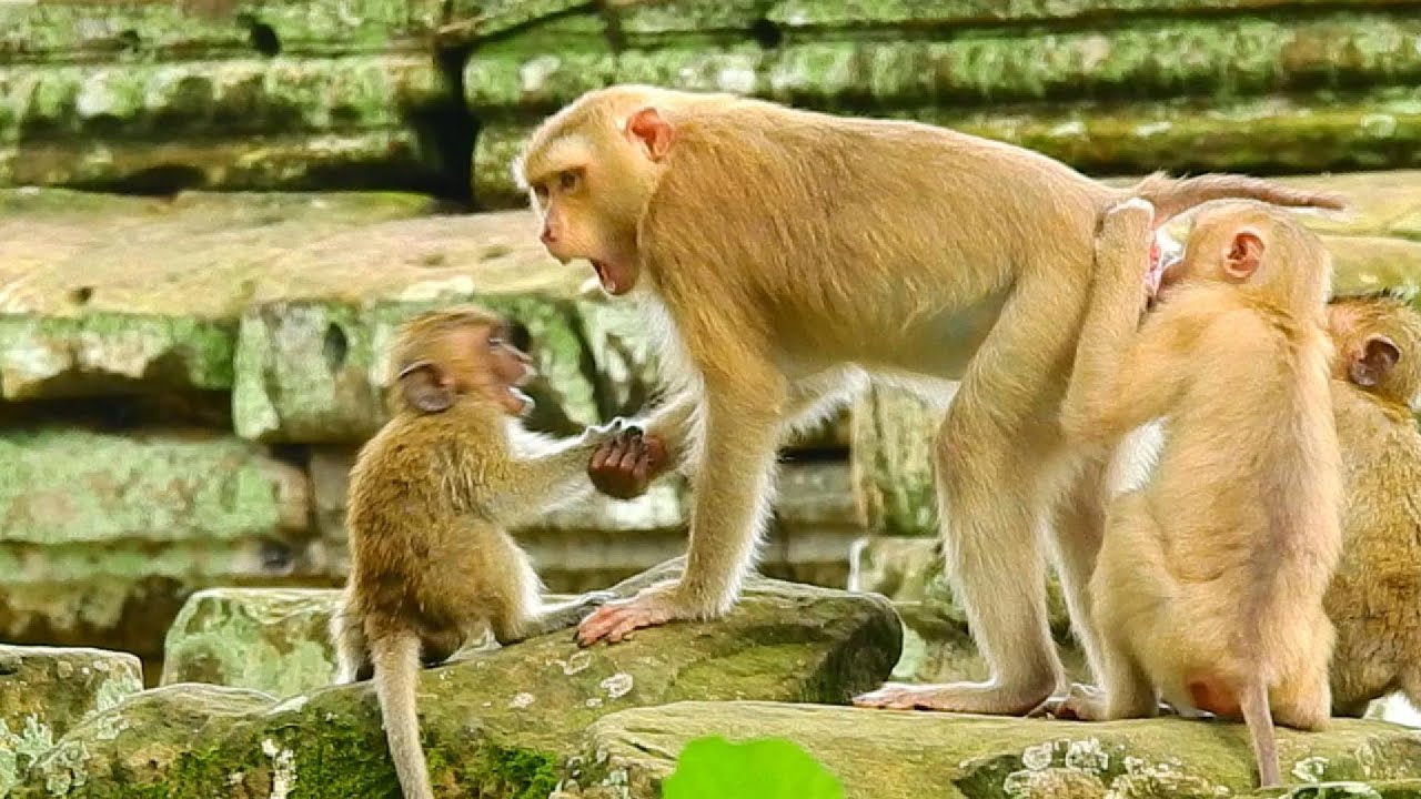 Aww, Cute Baby Monkeys Videos Compilation | Funny and Cute Moments of the Monkeys&mdash;SVA daily life