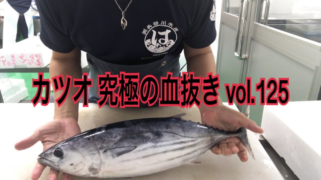 カツオ 究極の血抜き vol.125