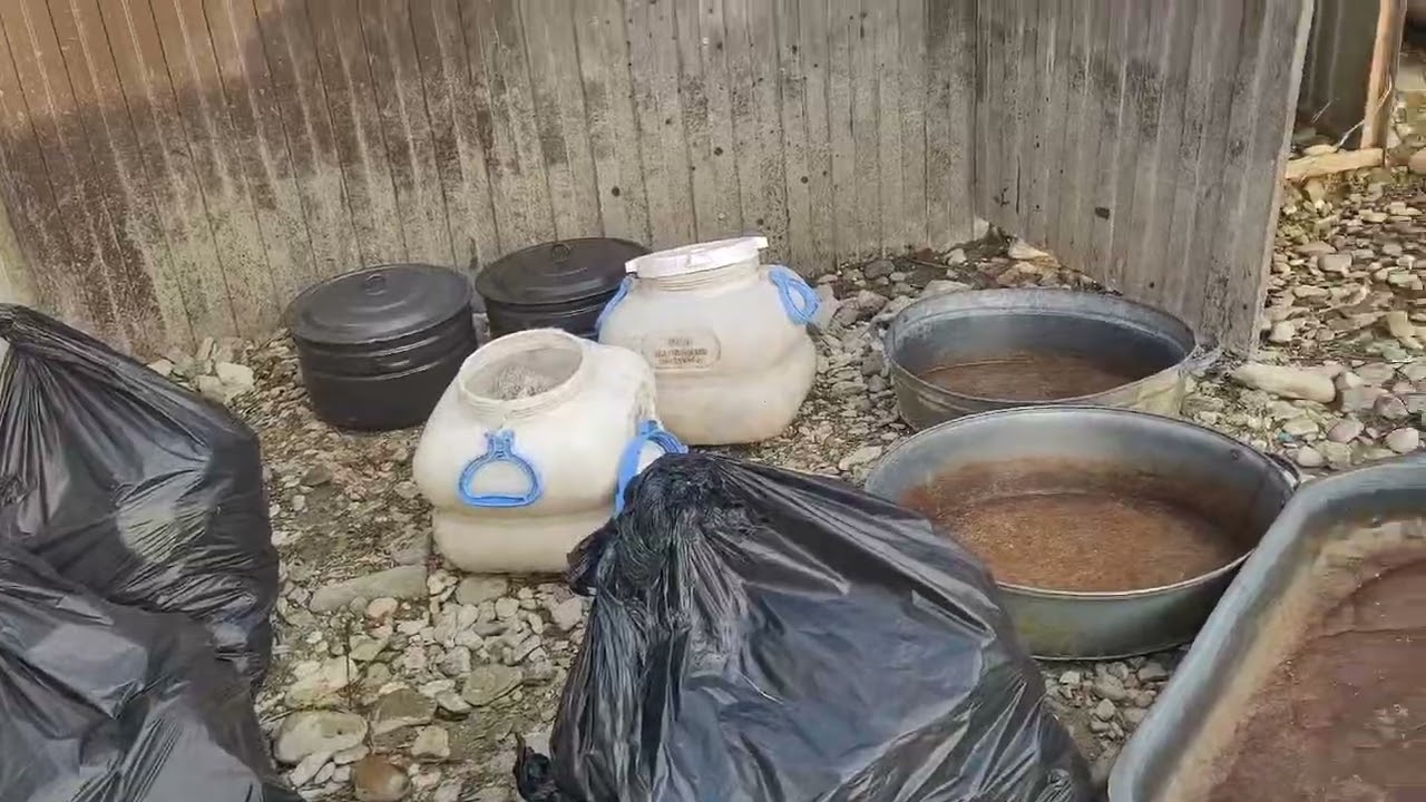 Приют Хару. Дом забытых собак 💔 