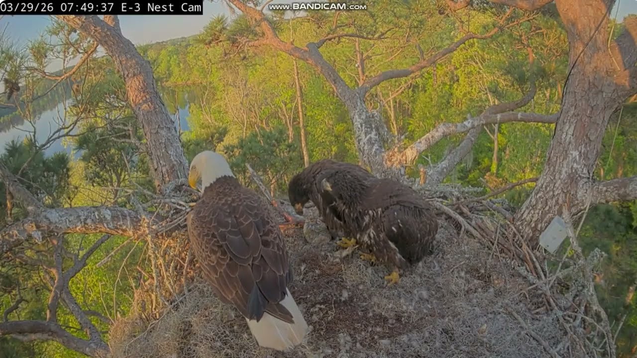 KNF Bald Eagle E3- bieliki - dostawa 🐟i karmienie , Andria III & Nola & Jazz  2026 03 29