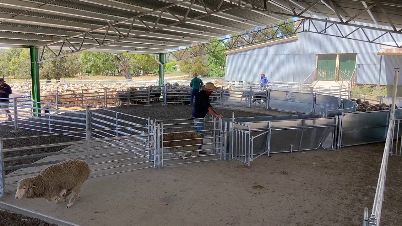 Sheep yard drafting. Flinn Design.