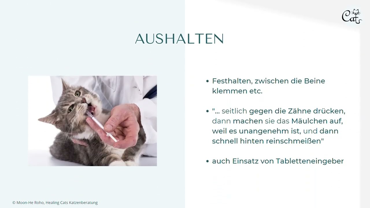 Medikamentengabe bei Katzen