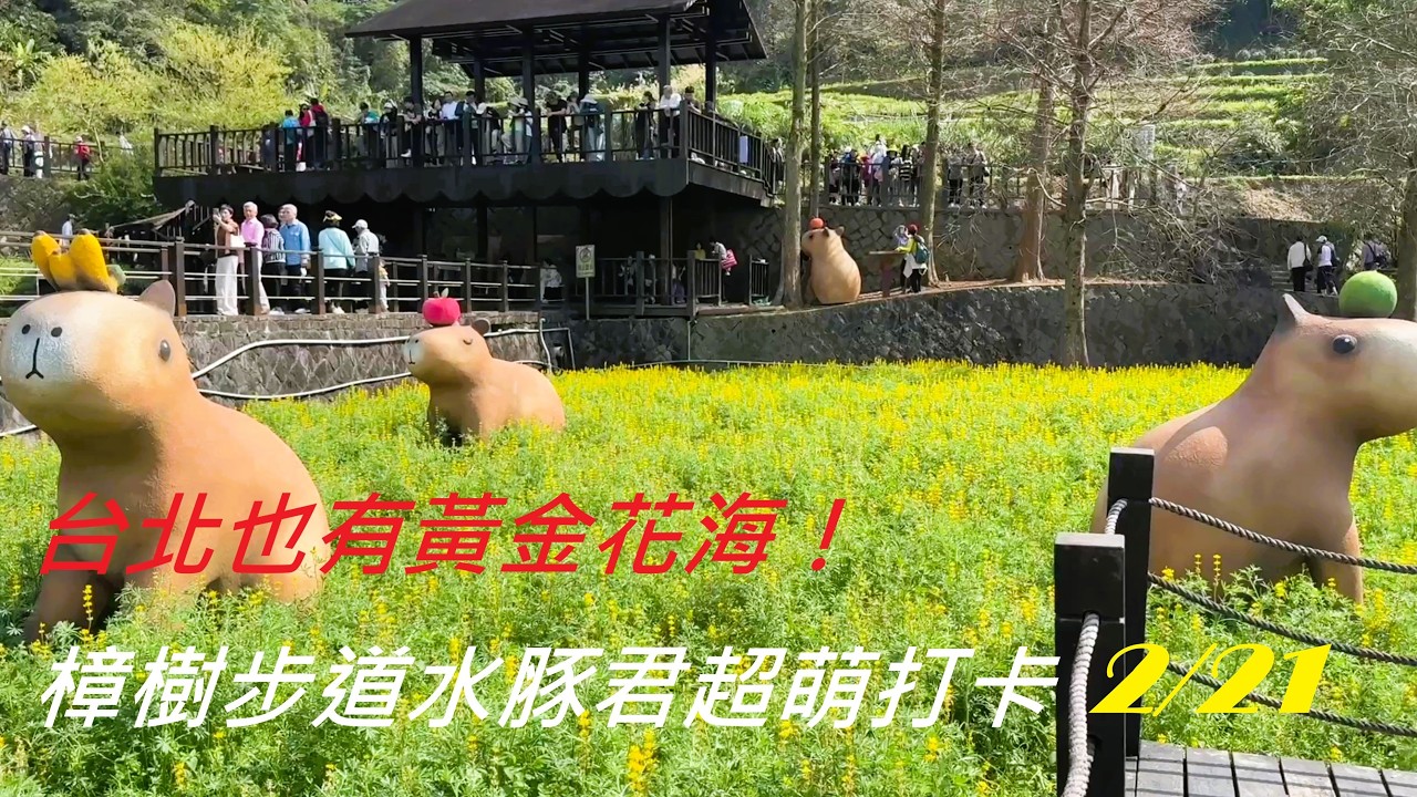 貓空魯冰花花季爆美！金黃花海＋櫻花雙色同框#樟樹步道#貓空花季#魯冰花#山櫻花#台北賞花#台北景點#花海#貓空#水豚君#春天景點#台灣旅遊#打卡景點#台北近郊