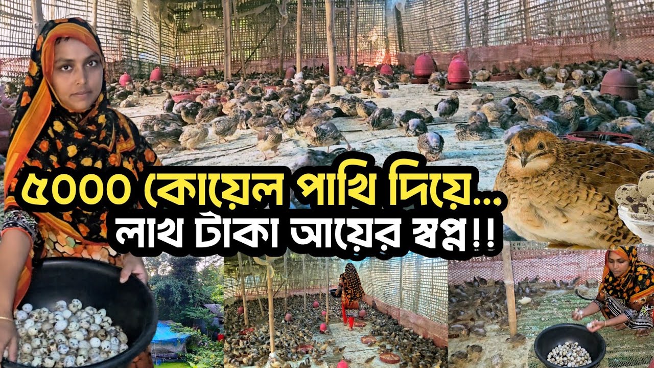 ৫০০০ কোয়েল পাখি দিয়ে লাখ টাকা আয়ের স্বপ্ন  নারী উদ্যোক্তার | Agro Dream Bangla 