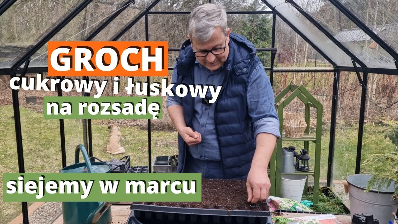 GROCH cukrowy i łuskowy z rozsady. Wczesna uprawa grochu. Sposób na robaczywe groszki.
