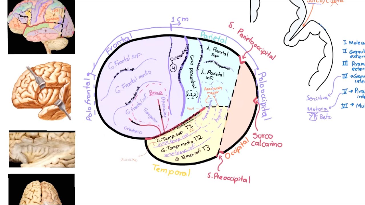 Neuroanatomía: Giros y surcos. Completo