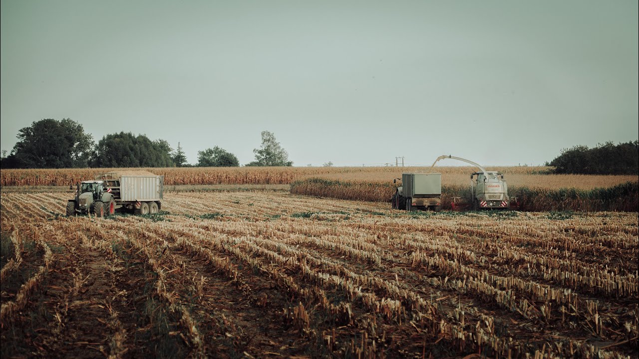 Kukurydza 2023 na 4 Fendt'y  & UR.Demiańczuk & Gr.Krzyżanowski / Podlasie 🇵🇱