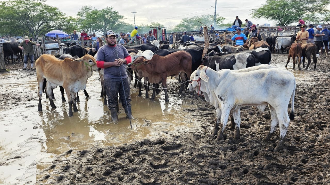GADO E LAMA NA FEIRA EM CACHOEIRINHA-PE   22-05-2025 #nordeste