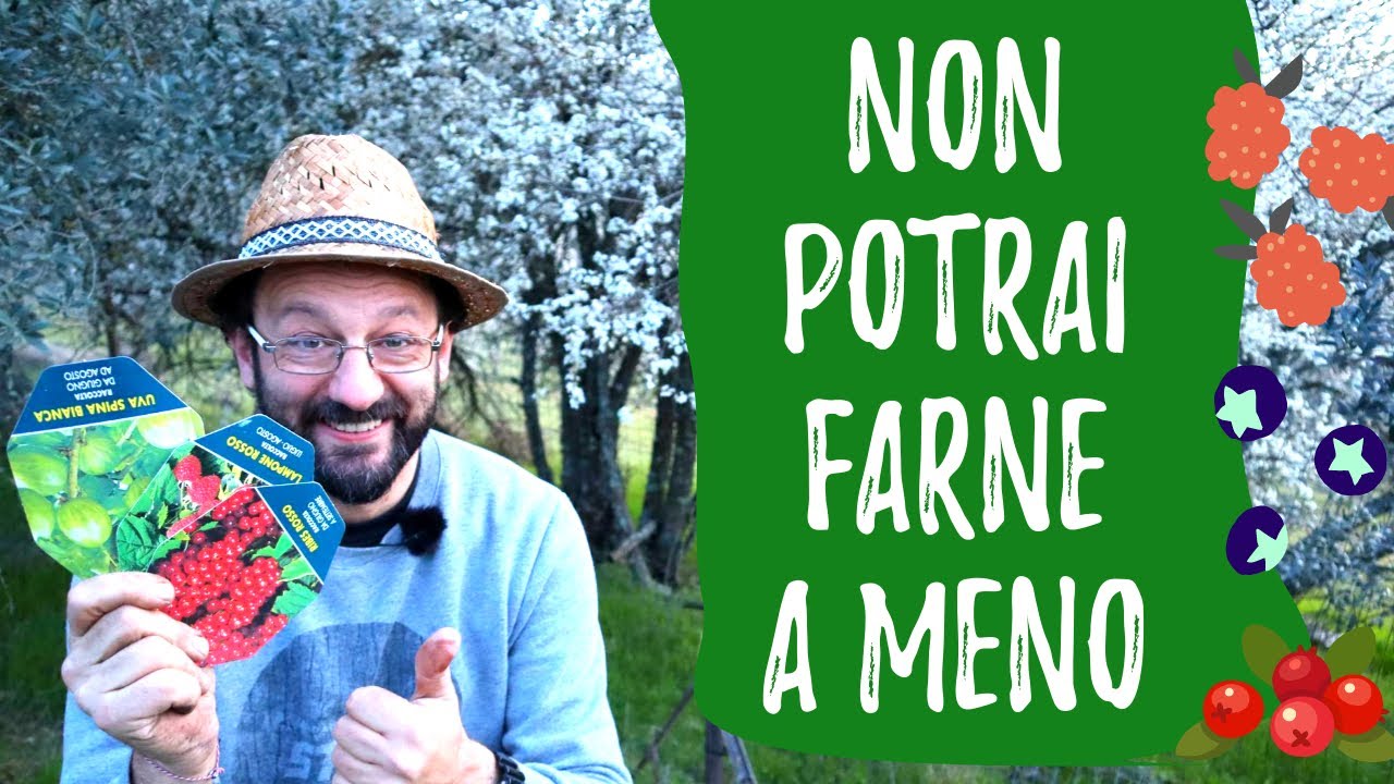 Coltivare PICCOLI FRUTTI: ribes, mirtilli, more, lamponi