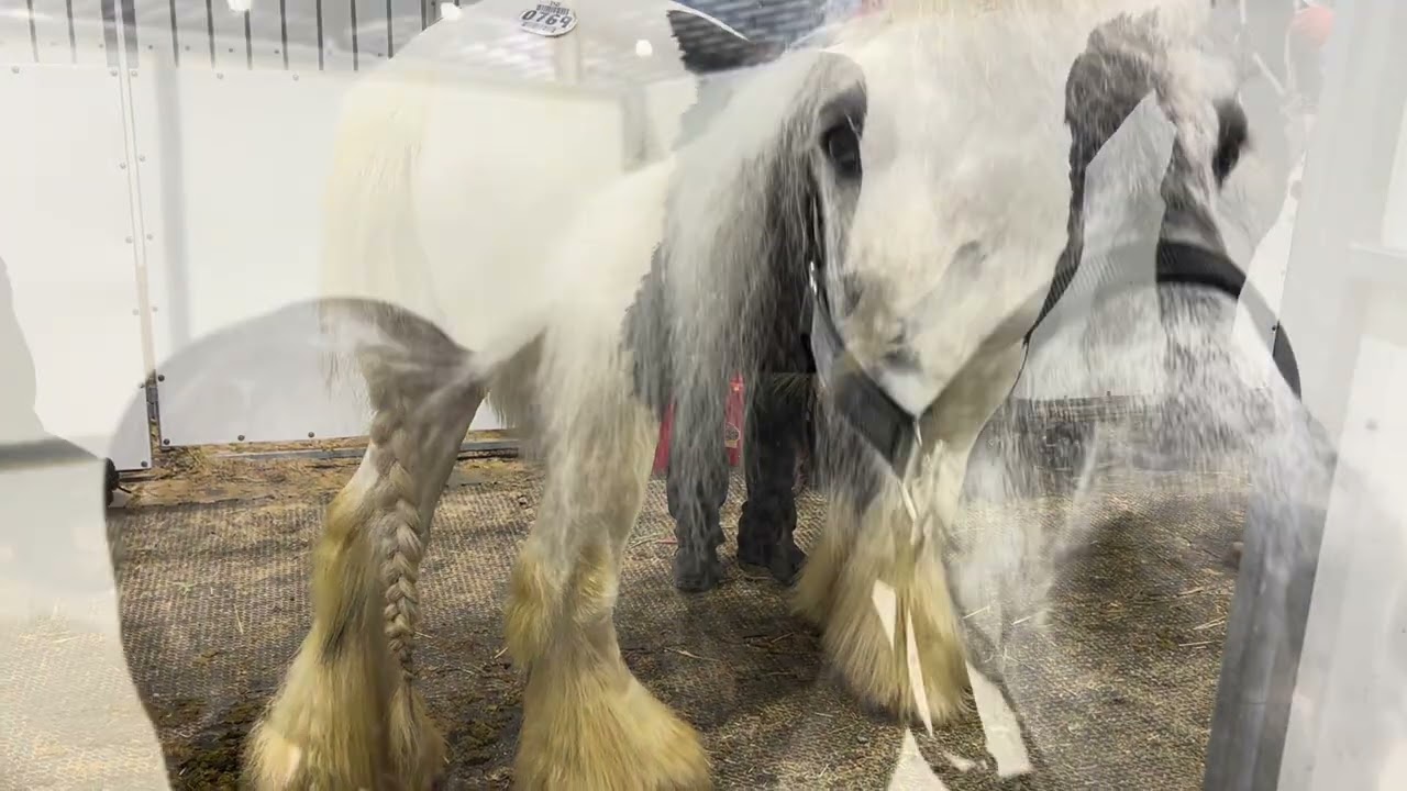 DRAFT HORSES // Mid Ohio Draft Horse Sale - Spring 2026