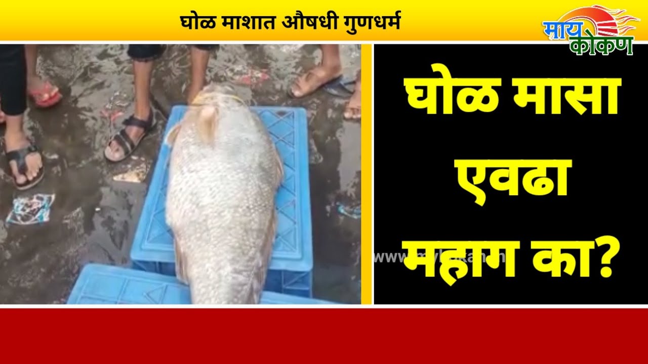 घोळ मासा एवढा महाग का? मच्छीमार एका फटक्यात कसे होतात लखपती? my kokan
