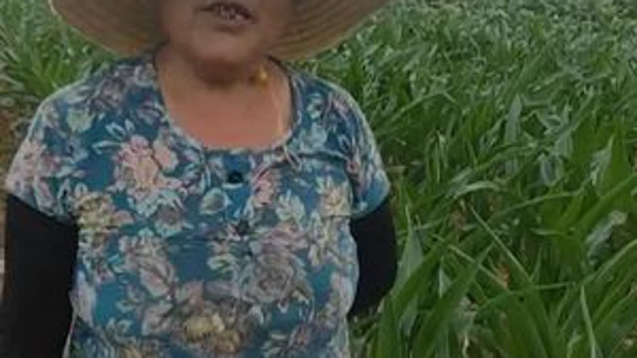 河南漯河持续高温，大片玉米卷了叶，农民们扛着高温浇水抢救玉米。