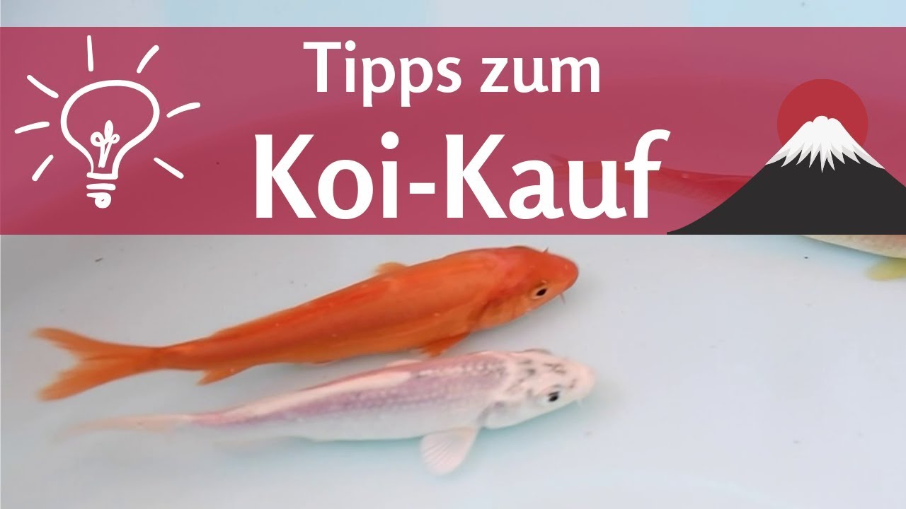 Koi kaufen – was sollte man beachten?