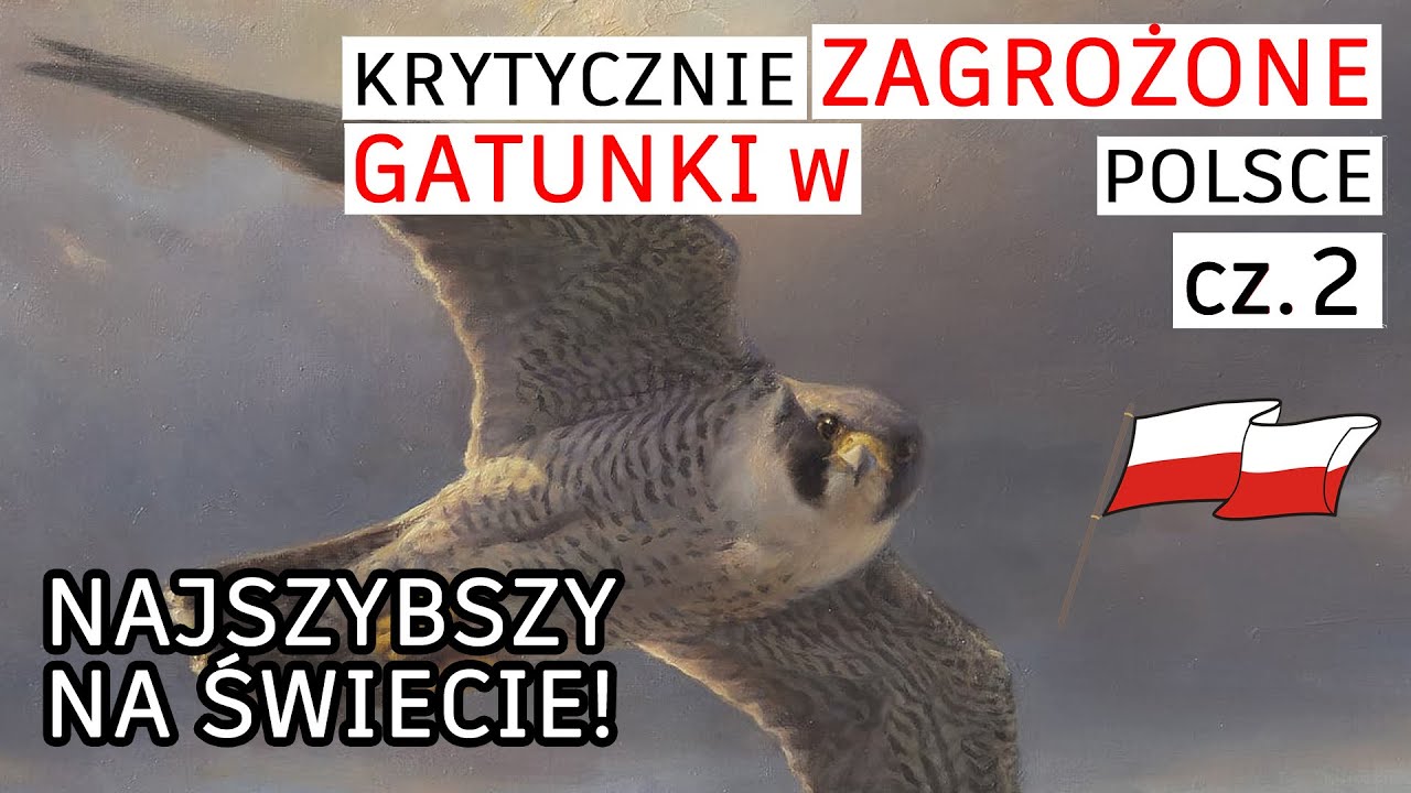 Zwierzęta, skrajnie zagrożone w Polsce. Część 2