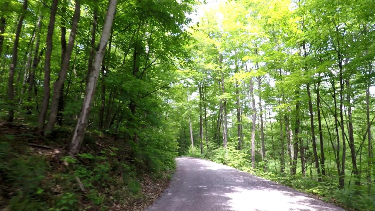 Summer Forest E-Bike Run