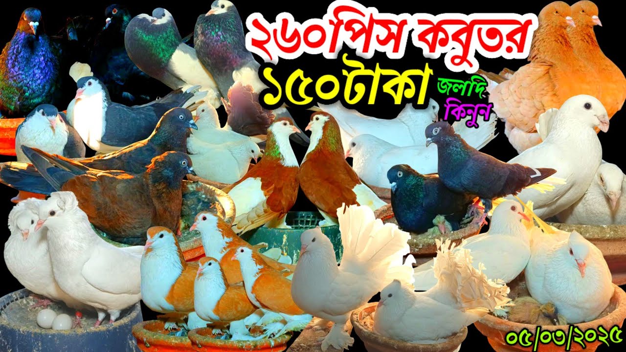 এই খামার থেকে ২৬০ পিস কবুতর কিনুন ১৫০ টাকা পার পিস জলদি কিনুন সবচেয়ে কমদামে কবুতর বিক্রি হবে