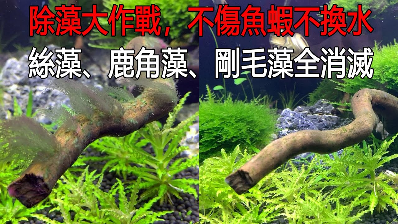 除藻大作戰，不傷魚蝦不換水，絲藻、鹿角藻、剛毛藻、藍綠藻全消滅|Removing algae in water herb tank 字幕修正版