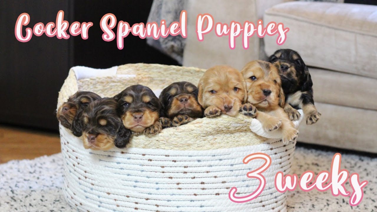 3 week old Cocker Spaniel Puppies // Lollipop1996