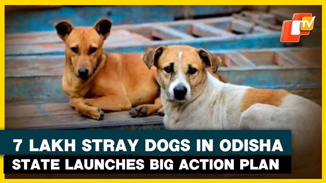 Dogs In Odisha, Reveals Minister; State Plans Mass Sterilisation And Vaccination Drive