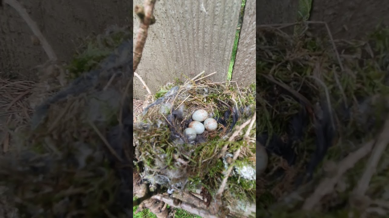 spotted flycatcher #2 nest and eggs