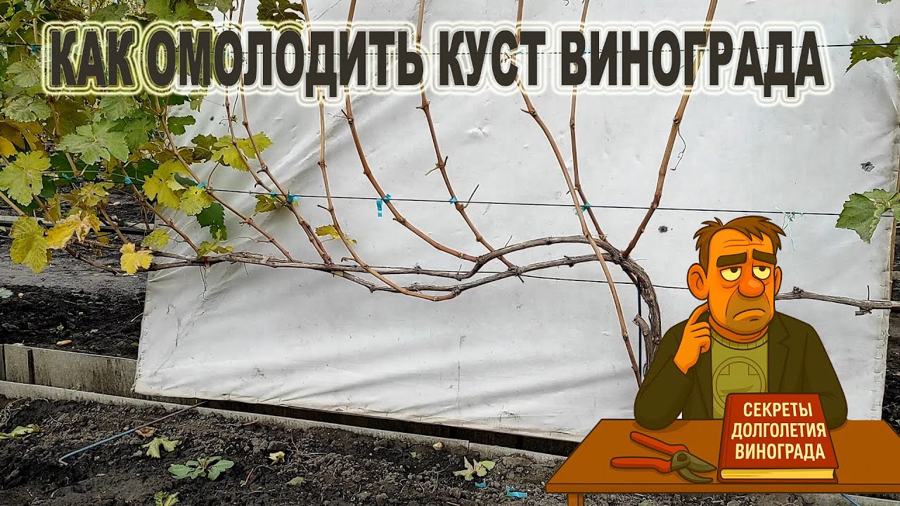 🍇 Простые СЕКРЕТЫ ОБРЕЗКИ И ОМОЛОЖЕНИЯ кустов винограда без потери урожая.