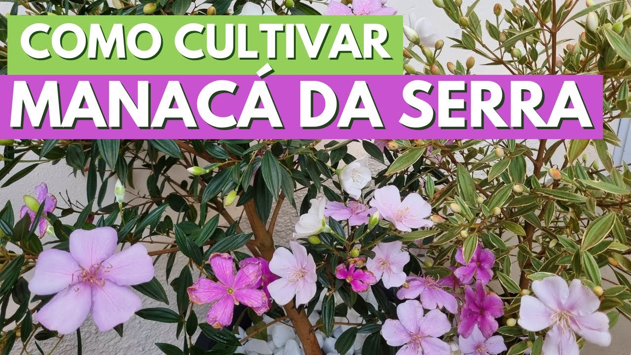 COMO CUIDAR DE MANACÁ DA SERRA E DICAS DE COMO PLANTAR EM VASO! CANAL MEU QUINTAL