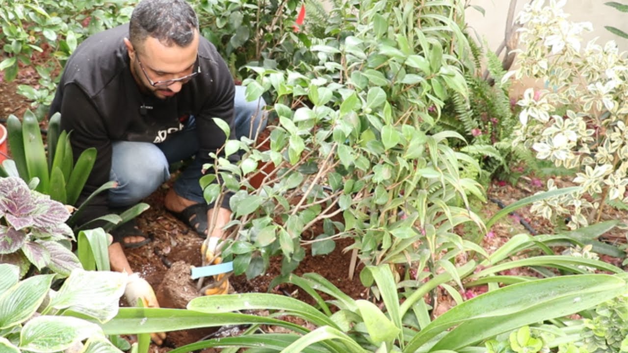 تعلم طريقة زراعة شجيرة الكاميليا