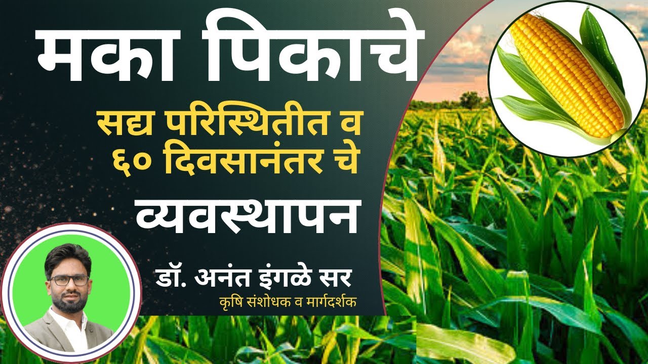 मका पिकाचे ६० दिवसा नंतरचे नियोजन।खत व्यवस्थापन। महत्वाच्या बाबी । डॉ. अनंत इंगळे 