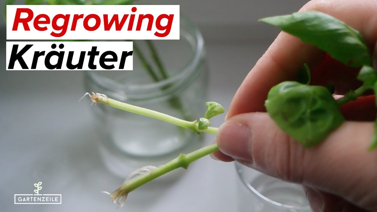 Kräuter nachwachsen lassen & vermehren | REGROWING ganz einfach!