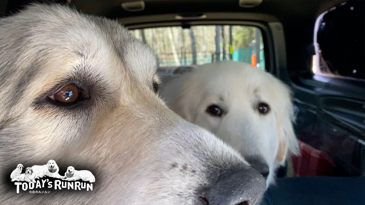 車内で歩き回るのでやっぱりケージが必要なベルとリリーです　Great Pyrenees　グレートピレニーズ