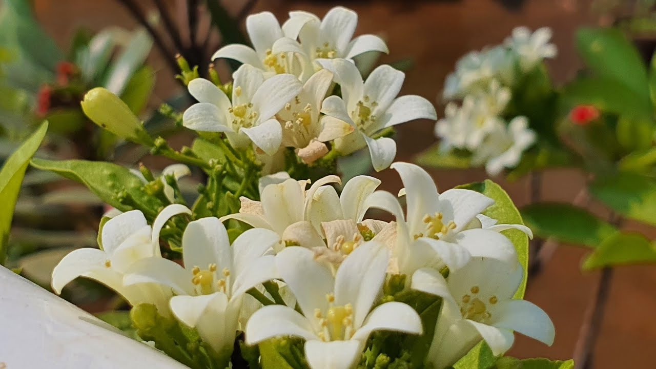 Top 10 Murraya Paniculata Growing Tips | Kamini in Hindi | Fragrant Tropical Plants