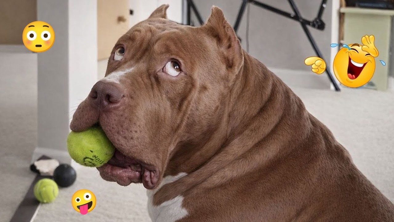 I Can’t Stop Laughing at These Hilarious Dogs 😂 Funny Dog Moments 2026 #56