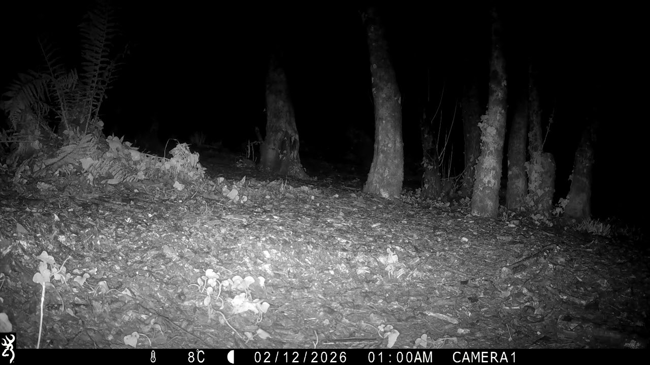 IMG 0078 2 Two J's Field Wildlife Camera Shots Set In Magical Cornwall.