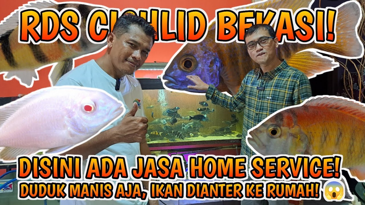 CICHLID LAGI❗️KALI INI REVIEW RDS CICHLID BEKASI, SELLER INI YANG MELAYANI HOME SERVICE KECUSTOMER❗️