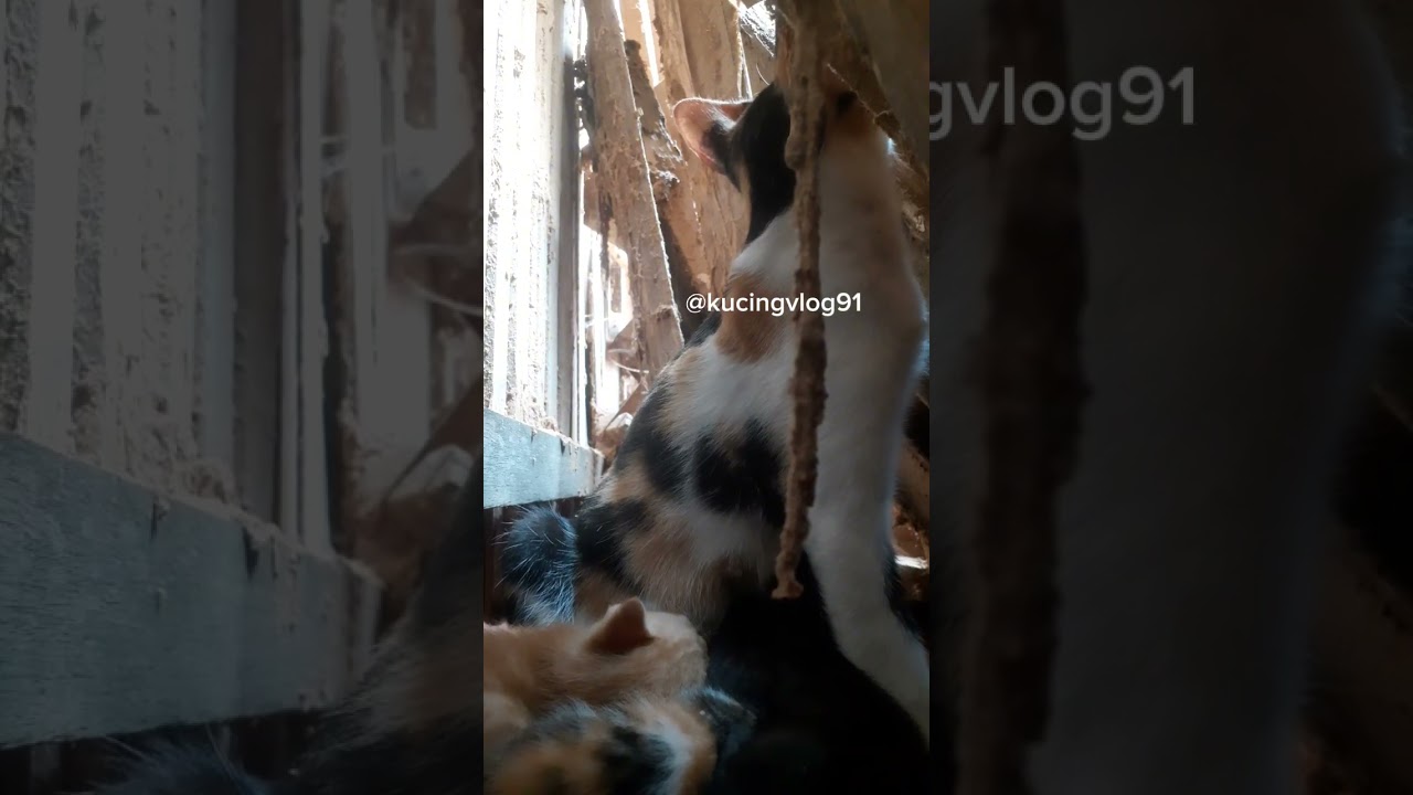 IBU dan 3 ANAK Yang masih menyusui 😻❤ #cat #kucing #kucinglucu #anakkucing