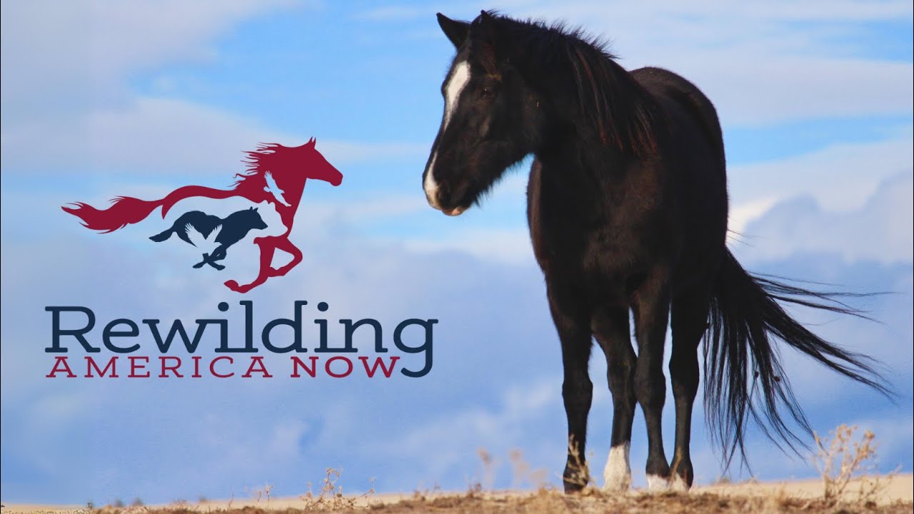 Rewilding America Now: The Journey Begins