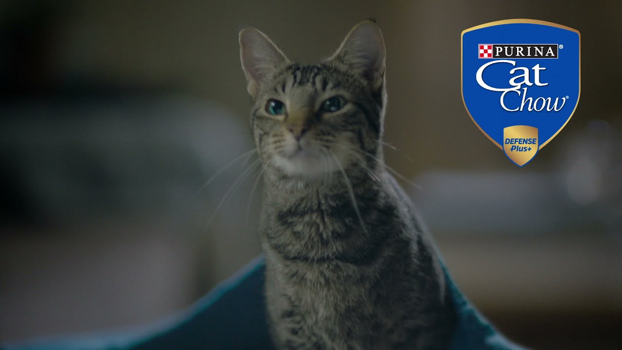 Nuevo Purina Cat Chow