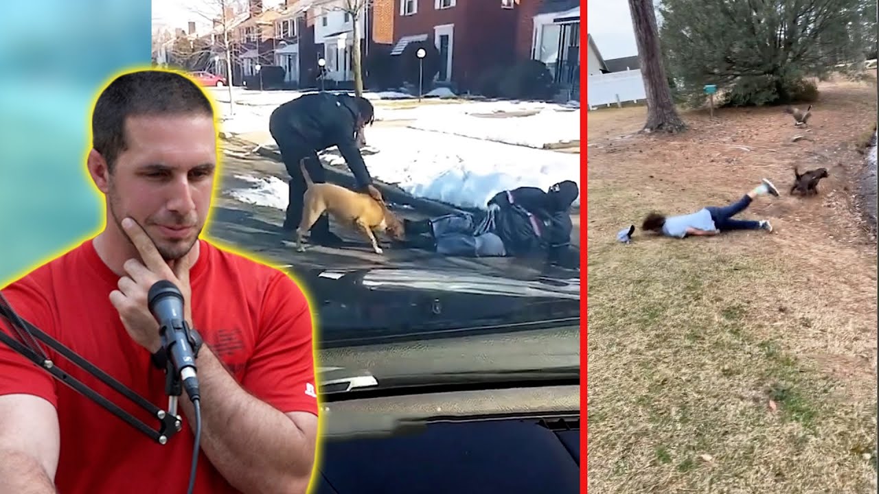 Dog Trainers React to Dog Videos on TikTok