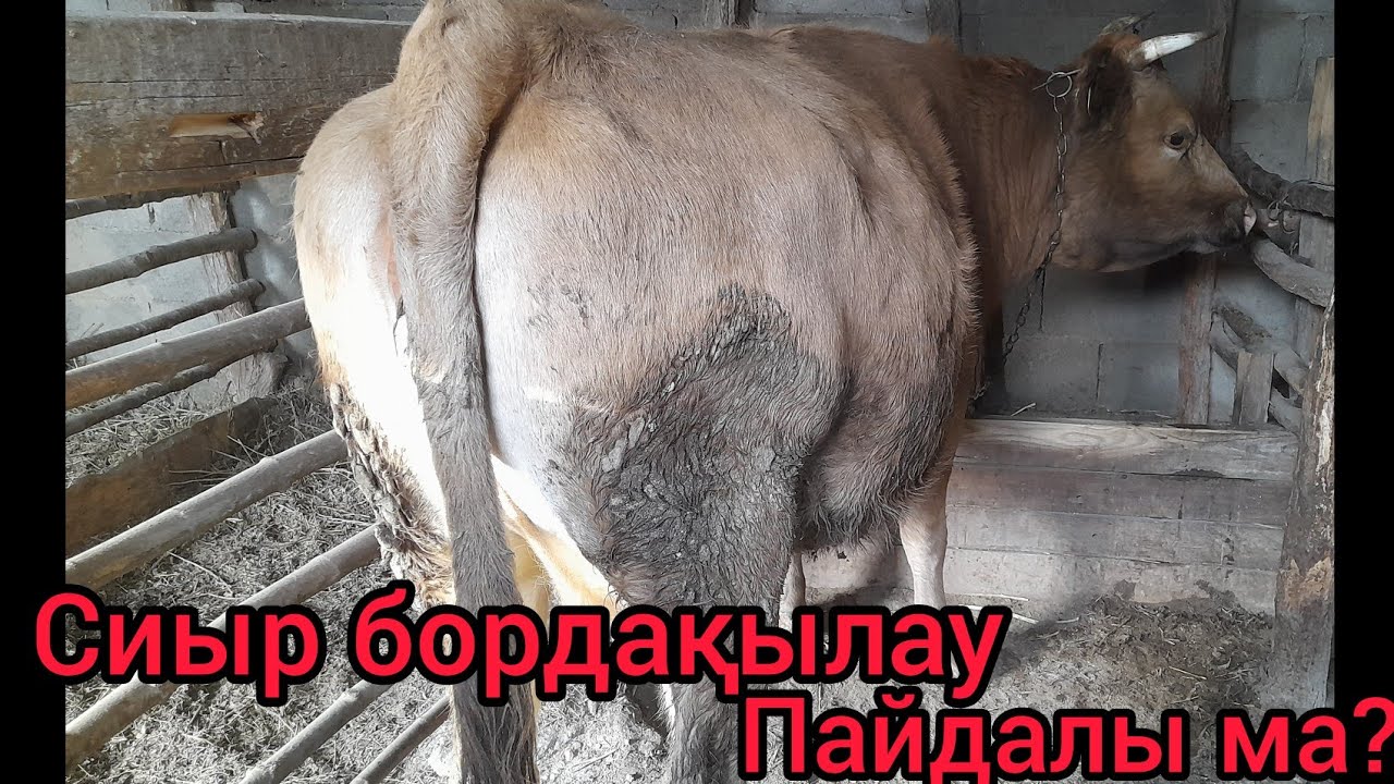 МАЛ БОРДАҚЫЛАУ ПАЙДАЛЫ МА.СИЫР БОРДАҚЫЛАУ НӘТИЖЕСІ.2 СИЫРДЫ САТТЫМ.