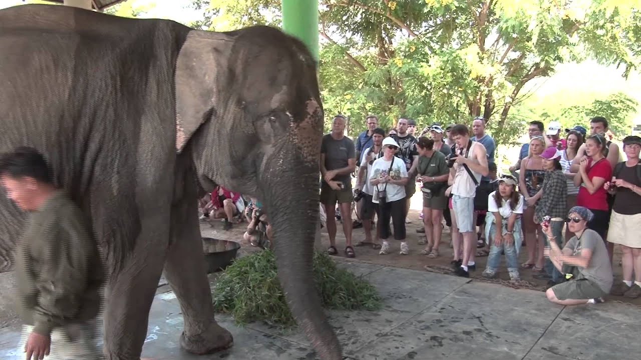 Elephant rescue
